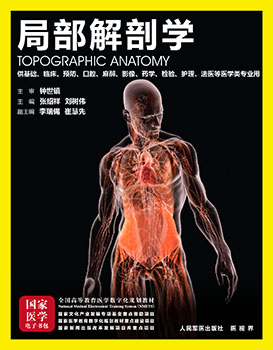 《局部解剖学》